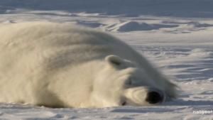 Polar Bear Cubs photo