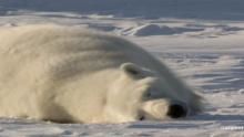 Polar Bear Cubs show