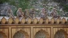 Monkey Thieves show