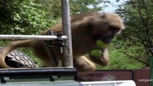Thieving Baboons photo
