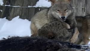 Chernobyl Wolf Pack photo