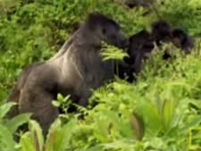 Protecting Virunga Gorillas photo
