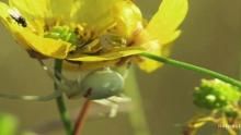 Color Shifting Spider show