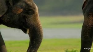 Elephant Treat photo
