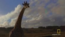 Giraffe Chases Jeep show