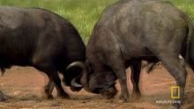 Deadly Buffalo show