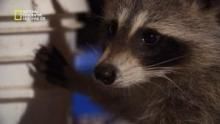 Raccoon: Backyard Bandit show