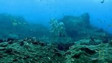 Undersea Life show