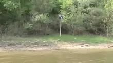 Tree Cutting on the Danube show