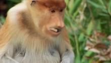 The proboscis monkey show