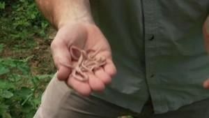 Worms and rabies photo