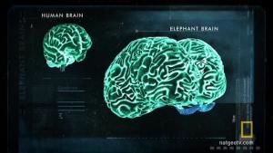 Looking at an Elephant's Big Brain photo
