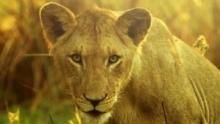 Africa's Wild Kingdom Reborn show