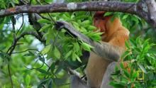 Proboscis Monkeys Jump Around show