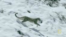 Snow Leopard show