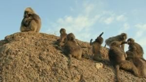 Hostile Planet: Gelada Monkeys photo