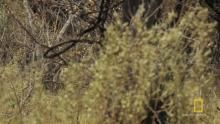 Lions Hunt Zebra show