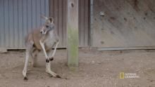 Kangaroo Round-Up show