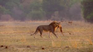 Africa's Hunters photo