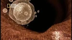 In The Womb: Cats photo