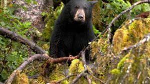 Alaska's Grizzly Gauntlet - Starts photo