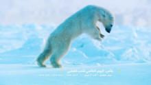 خاص اليوم العالمي للدب القطبي برنامج