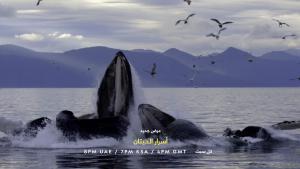 World Oceans Day: Secrets Of The Whales photo