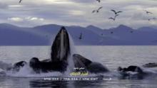 World Oceans Day: Secrets Of The Whales show