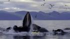 خاص: اليوم العالمي للمحيطات: أسرار الحيتان