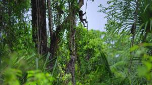 Nicobar Islands: A Monkey's Long Tale photo