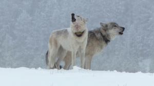 Yellowstone Wolves: Succession photo