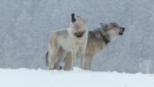 Yellowstone Wolves: Succession show