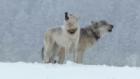 Yellowstone Wolves: Succession