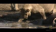 Predators in the Water show