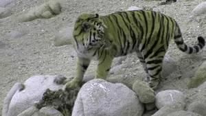 The Secret Forest Amur Tigers photo