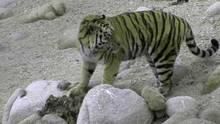 The Secret Forest Amur Tigers show