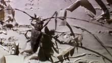 Long Horned Beetle Versus Ants show