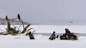 Kamchatka Steller’s Sea Eagles photo