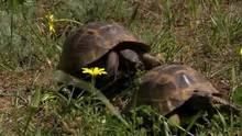 Spur-Thighed Tortoise Courtship show