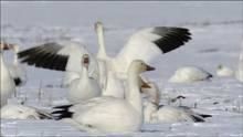 The Arctic Snow Geese show