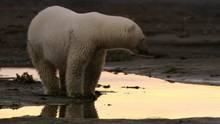 The Arctic Polar Bears show