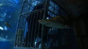 Never before seen: The Shark Tank photo
