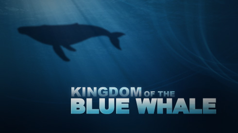 Kingdom of The Blue Whale