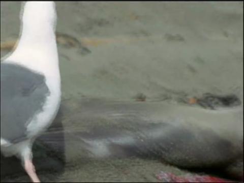 Big Sur's Elephant Seals