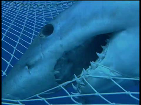 Diver rescues killer sharks