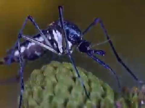 How Mosquitos Spread Malaria