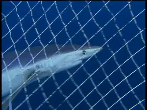Man wrestles shark underwater