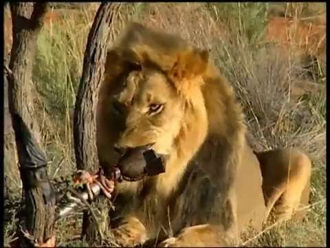 How strong is a lion's bite?