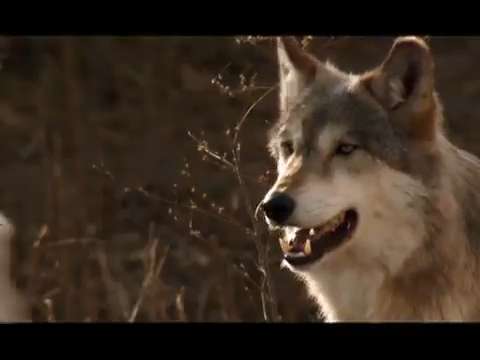 Nat Geo Explorer tests protective gear with wolves