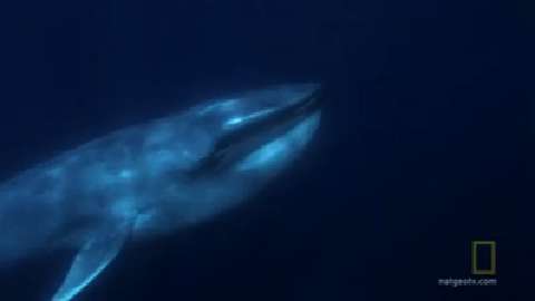 Blue Whales Swim in Dangerous Shipping Lanes